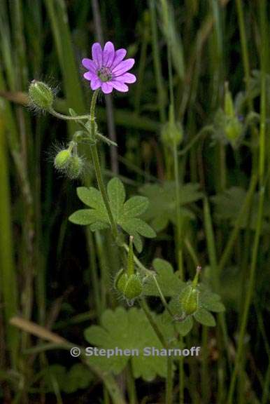 geranium molle 2 graphic